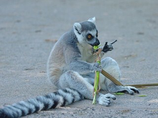 Ring-Tailed Lemur Sitting on Ground Eating Green Bamboo Stalks © blueringmedia
