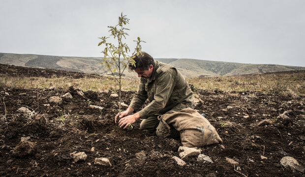 Man Planting a Young Tree Sapling on Barren Hillside
