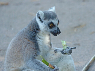 Ring-Tailed Lemur Sitting and Eating Fresh Green Bamboo Stalks © blueringmedia