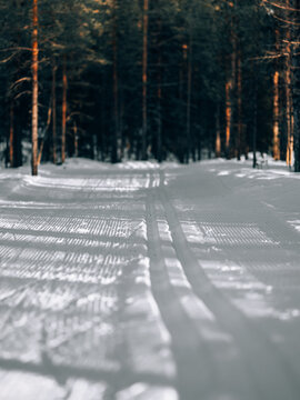 Freshly groomed cross-country ski trail with parallel ski tracks leading through a snow-covered pine forest in winter sunlight.