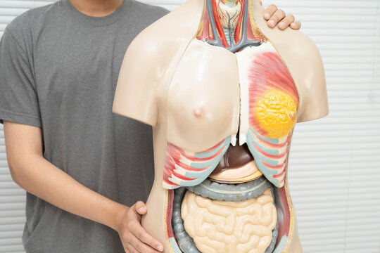 Asian student learning with human body model in anatomy biology in classroom at high school.