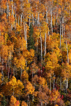 Autumn aspen forest changing colors in a beautiful fall landscape in Utah