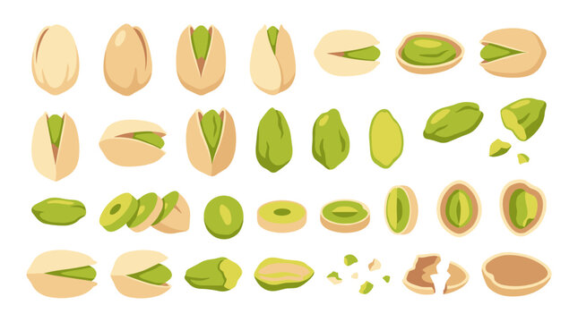 Set of isolated pistachios in shell and kernels, healthy snack food illustration, nutty harvest, natural ingredients, culinary organic nut collection