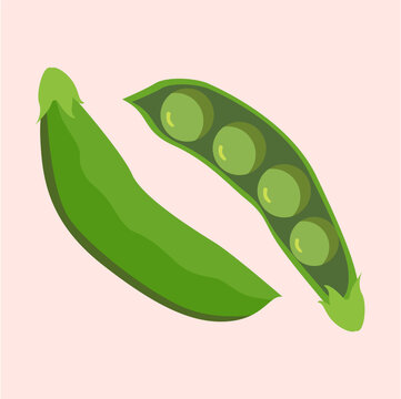 Flat vector illustration of fresh green pea pod and open peas on soft pink background