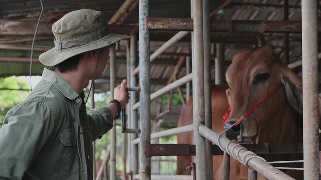 Asian male farmer wearing safari hat touching metal gate inspecting cattle health in farm cowshed. Concept of cattle farming , livestock agriculture ,countryside dairy ranch, smart agribusiness.