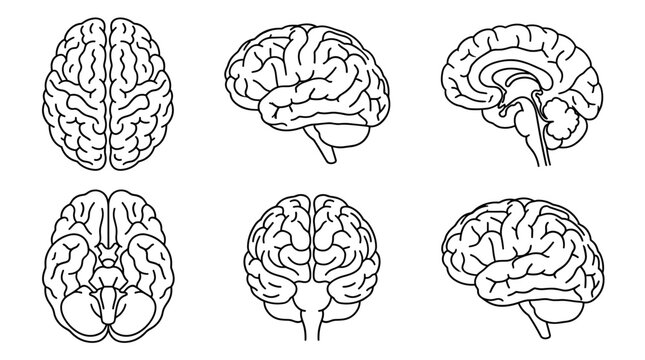 Human brain anatomy views set in black outline, neurological structure, medical science research, cognitive psychology, mental health analysis, flat