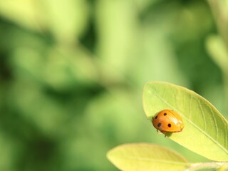 Close shot of a tiny orange ladybug (Coccinellidae) perched on a vibrant green leaf. Perfect background for wild entomology, nature photography, garden pest control, and environmental concepts © Eka