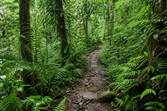 Fern-filled tropical rainforest understory and stone path