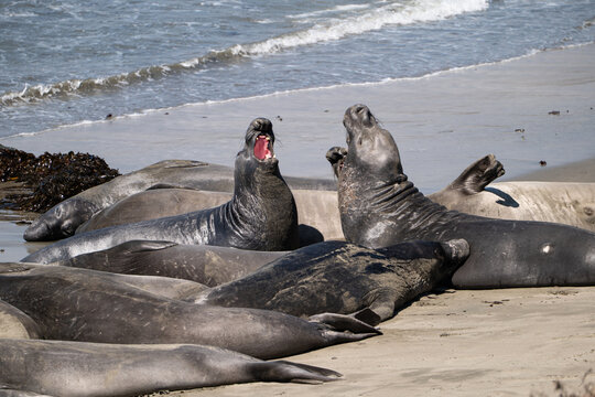 Northern elephant seals open-mouth vocalizing and sparring on beach during molt, San Simeon, California, USA, August 2026.