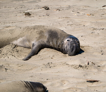 Male northern elephant seal flipping sand on its back during molt, San Simeon, California, USA, August 2026.