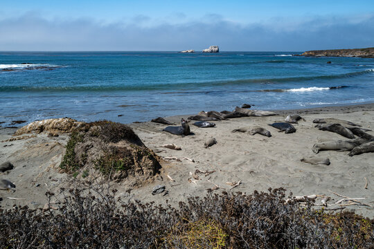 Northern elephant seals resting on beach at Piedras Blancas Rookery in San Simeon, California, USA, August 2026.