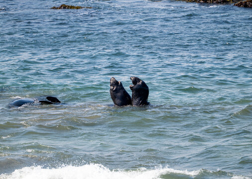 Male northern elephant seals sparring in Pacific ocean surf, San Simeon, California, USA, August 2026.