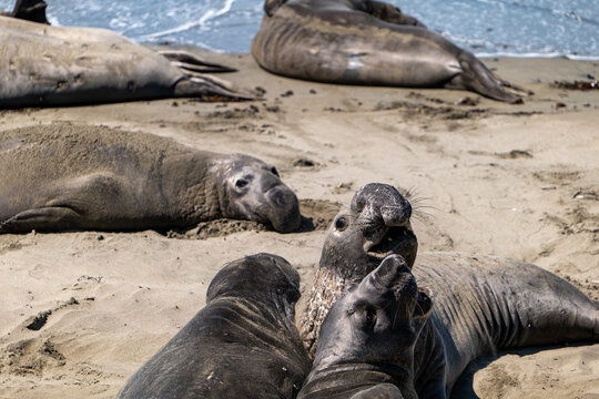 Northern elephant seals congregating and molting on beach, San Simeon, California, USA, August 2026.