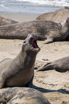 Male northern elephant seal roaring with open mouth in San Simeon, California, USA, August 2026.