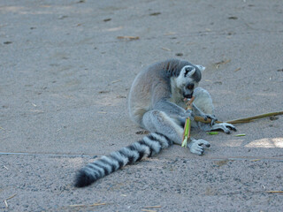 Ring-Tailed Lemur Sitting on Ground Eating Bamboo Stalk © blueringmedia