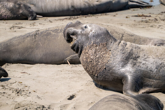 Male northern elephant seal molting and roaring in San Simeon, California, USA, August 2026.