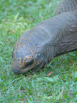 Close Up of a Giant Tortoise Grazing on Green Grass