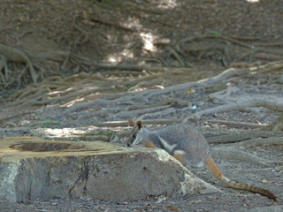 Naklejka premium Yellow-Footed Rock Wallaby Foraging by a Tree Stump in the Forest