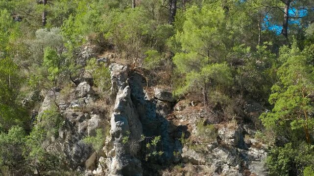 Lush vegetation covering rocky terrain in mediterranean forest. Sunlight illuminates a rocky cliff face covered in lush green vegetation, in a mediterranean forest environment