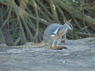 Yellow-Footed Rock-Wallaby Standing on Ground in Natural Habitat © blueringmedia