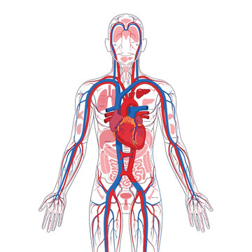 Anatomical illustration of the human circulatory system, highlighting the heart and major arteries and veins