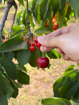 Hand gathering ripe cherries picking
