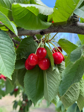 A branch of a cherry tree with clusters of ripe red berries and bright green leaves