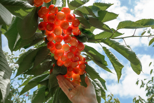 Hand gathering ripe cherries picking