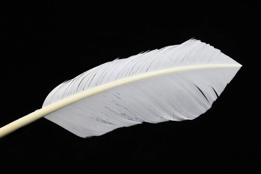 White feather on dark background 