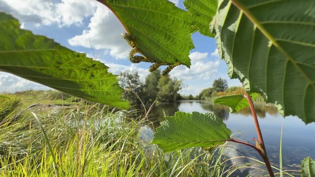 Dynamic video of Alnus incana with spotted caterpillars: grey alder or hoary alder in natural wetland setting