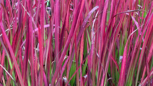 Vibrant Imperata cylindrica Red Baron grass: ornamental red foliage in dense macro texture