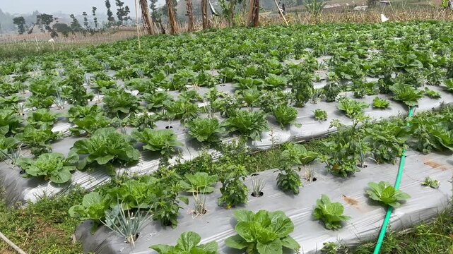 High Angle View of Lush Bok Choy Rows on Plastic Mulch Beds