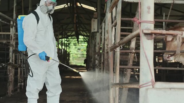 Close up farm biosecurity control worker spraying antiseptic solution along cattle stable floor. Concept of farm biosecurity hygiene , cattle wellness and smart agribusiness sanitation.