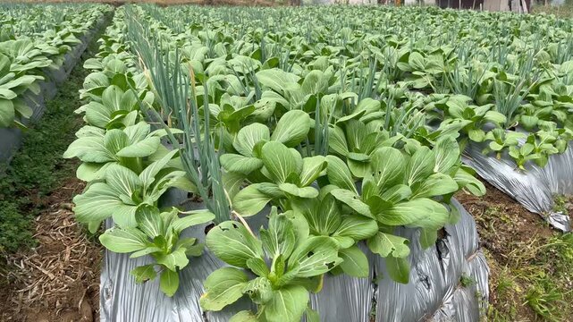 Abundant Bok Choy and Scallion Crops Growing on Agricultural Field