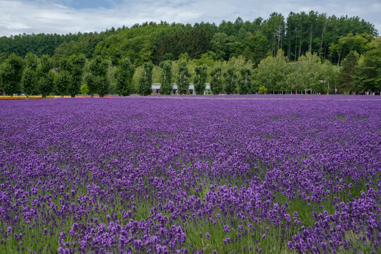 Lavender field purple flower fields background.