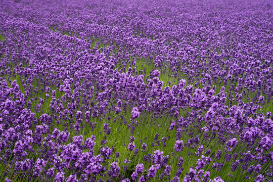 Lavender field purple flower fields background.