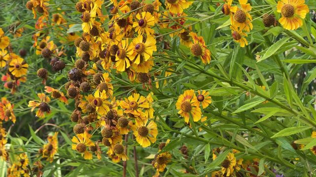 Vibrant Helenium hybridum Flammenrad: golden-orange heleniums with dark brown cones and lush foliage
