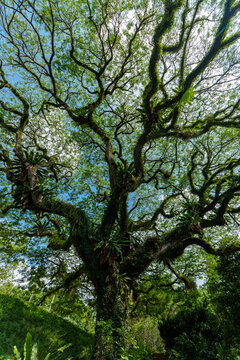 A view of the forest looking up.