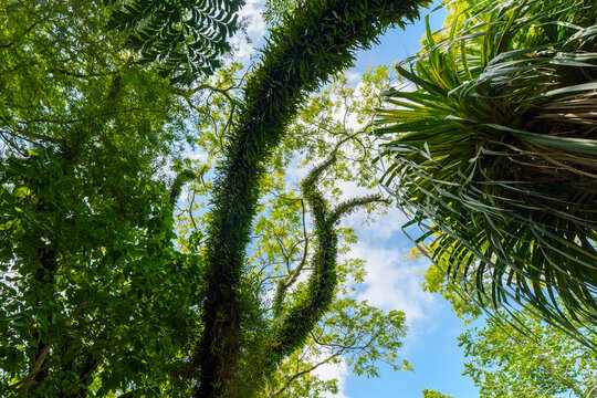 A view of the forest looking up.