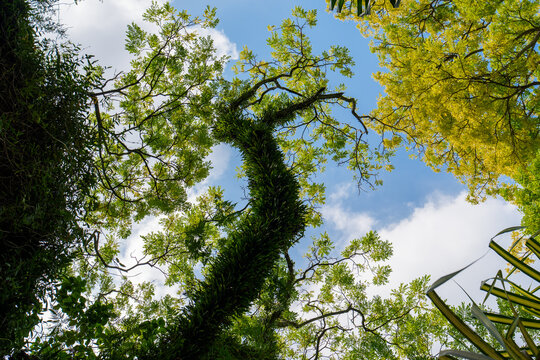 A view of the forest looking up.