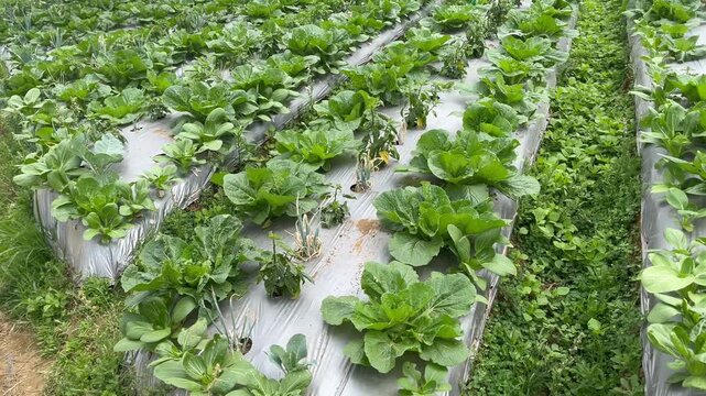 High Angle View of Lush Bok Choy Rows on Plastic Mulch Beds