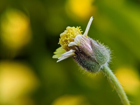 Close up macro view of a small coatbuttons wildflower Tridax procumbens side profile blooming on a hairy stem against vibrant green and yellow bokeh background