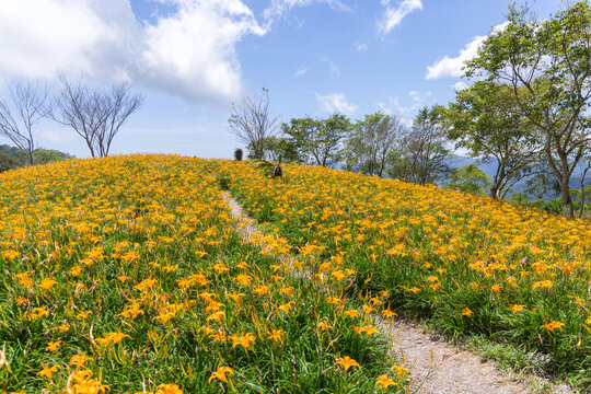  Scenic trail through Taitung daylily fields