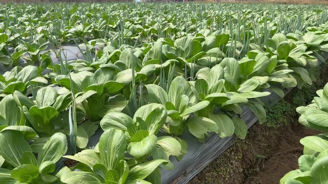 Healthy Chinese Cabbage and Leek Field in Rural Farm Production