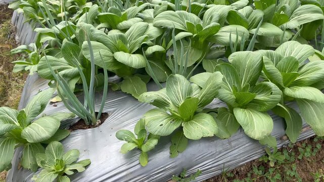 Vibrant Green Vegetables Growing in Modern Organic Farmland