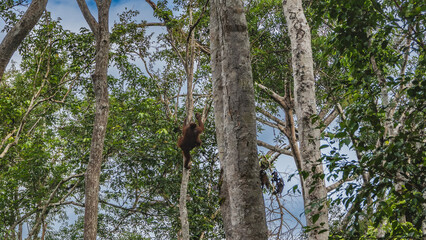 Mama orangutan climbs up a tree. The little baby holding on to his mother. Tall trunks, green branches on a background of blue sky, clouds. Indonesia. Borneo. Tanjung Puting National Park © Вера 