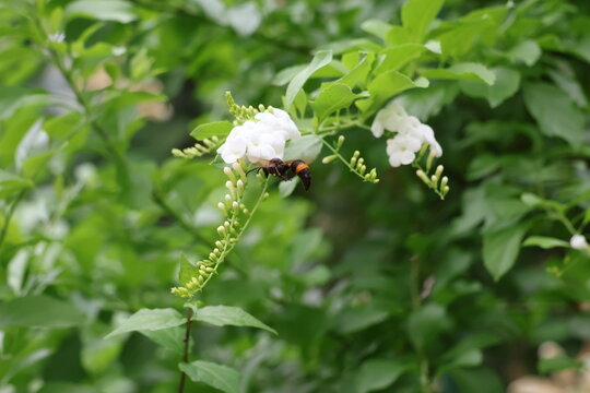 A potter wasp drawn to Duranta flowers
