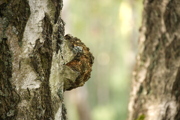Obraz premium Chaga Mushroom Growing on Birch Tree Trunk in Natural Forest Environment During Bright Daylight