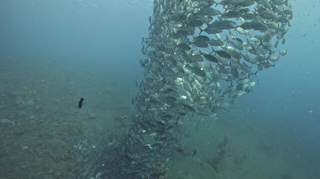 Bigeye trevally (Caranx sexfasciatus) forming a dramatic schooling tornado in open water near Tulamben, Bali. 4K UHD slow-motion underwater footage