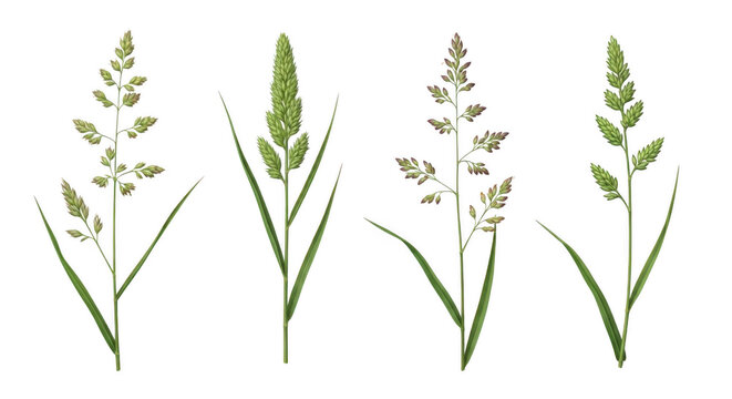 Set of green grass stalks and wild meadow herbs isolated on white background